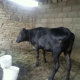 gisir tuwe
