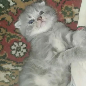 котенок