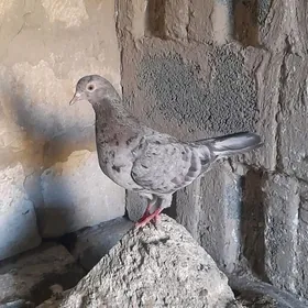 kepderi