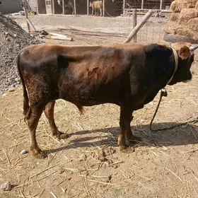 Ökiz