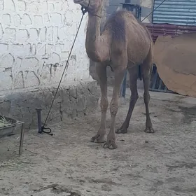Duluc
