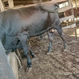 bakylan Öküz