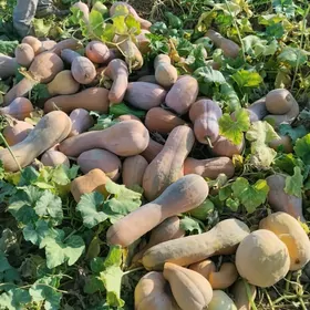 Kädi