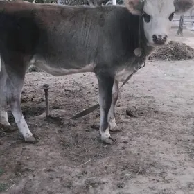 gibrit tüwe