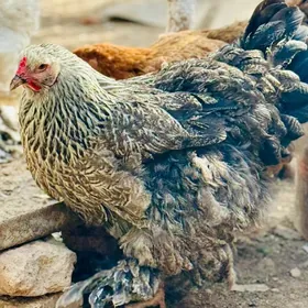 Brama towuk horaz