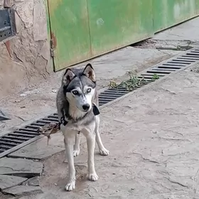 Haski sibiriski paroda