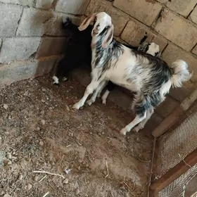 Çebiş
