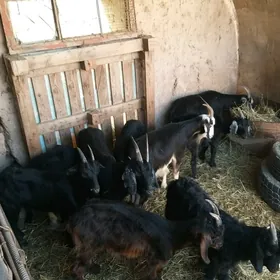 geçi