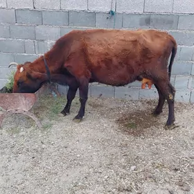 Goleli sygyr