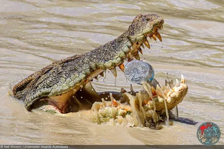 Suw astynda we wagtdan üzňe: Underwater Awards Australasia 2025 foto bäsleşiginiň ýeňijileri
