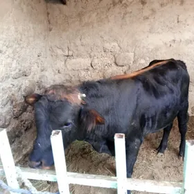 Öküz