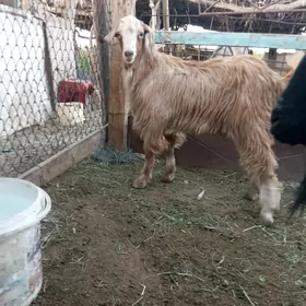 çewis
