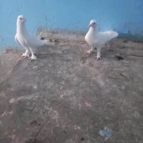 kepderi
