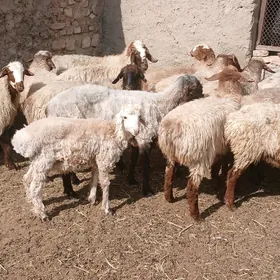 işşek