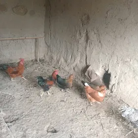 ой хайванлори