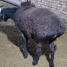 Biçilen ahta