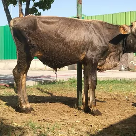 okuzce