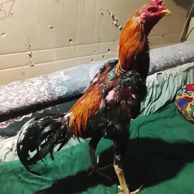 Horaz