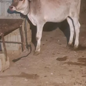 Swes tuwe 5 aylyk