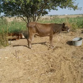 gulajyn
