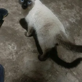 pishik