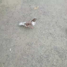 kepderı