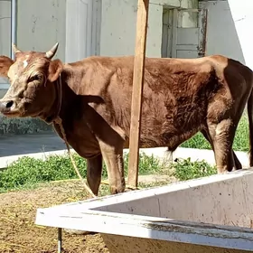 Öküz