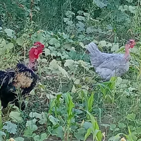 induklar