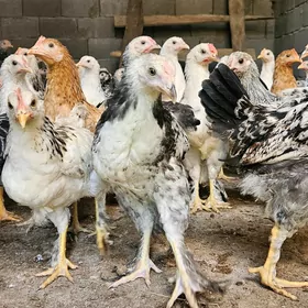 balgar jujeleri