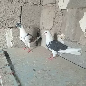 kepderi