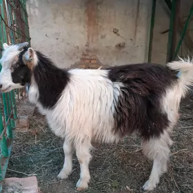 Geçi