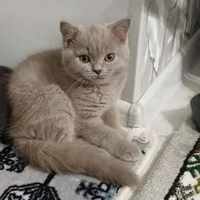 Шотландские котята страйты