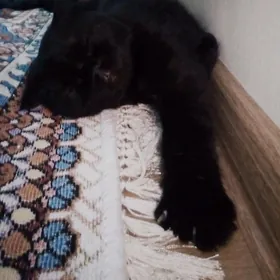 швейцарские кот