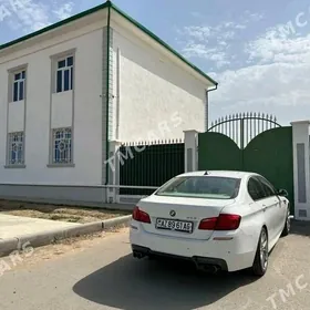 Taze zaman kotej