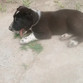 köpek gujik