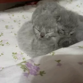 Котята шотландской породы