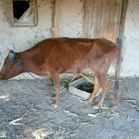 sygyr