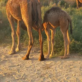 кощекли дуйе