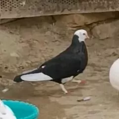 Kepderi