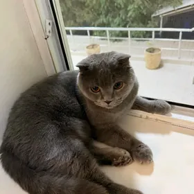 kot