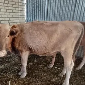 Öküzler