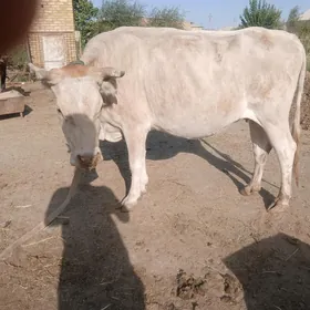 Bogaz sygyr