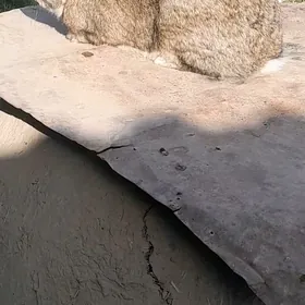 фландр товшан