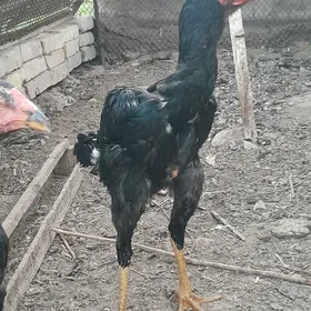 хораз