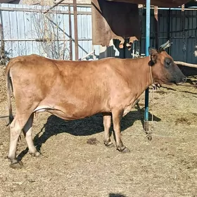 yetik. bogaz sygyr