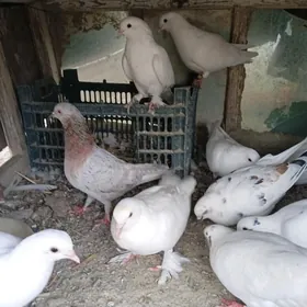 KEPDERI