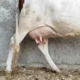 Gbrit Göleli Sygyr