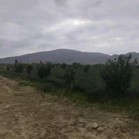 Ekin ýer