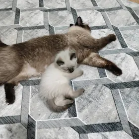 кошки