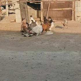 BALGAR TOWUKLAR